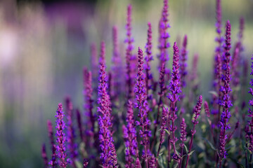 Beautiful blooming bright purple flowers of cultivated salvia.