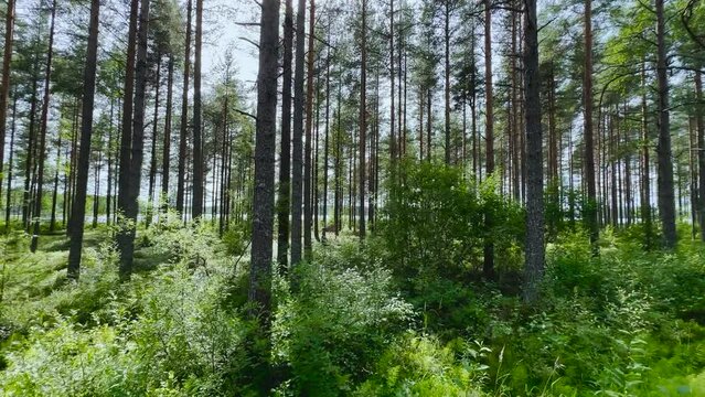 Beautiful summer morning in the pine tree forest. Sun rays break through the foliage of magnificent green tree. Magical summer forest