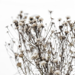 Dry plant in winter garden. Photos with vintage processing. Tinted image for interior poster, printing, wallpaper