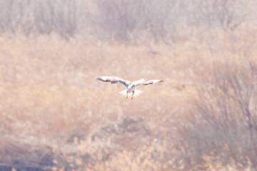 ホバリングする美しいケアシノスリ（タカ目）。

日本国栃木県栃木市、渡良瀬遊水地にて。
ラムサール条約登録地。
2024年2月12日撮影。

A beautiful Rough-legged Buzzard (family comprising the hawks) in hovering.

At WATARASE Retarding Basin, Tochigi, Japan,
Ramsar 