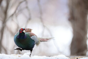 The green pheasant (Phasianus versicolor), also known as the Japanese green pheasant, is an...