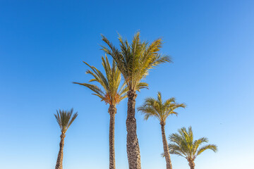 Obraz premium Benidrom, Spain -January 6 2024 