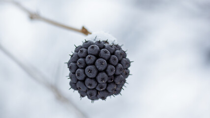 Berries Eleutherococcus senticosus on the branch in winter