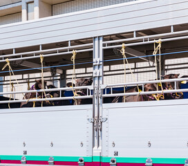 ドナドナ されていく 牛 【 家畜運搬車 と 畜産牛 の イメージ 】