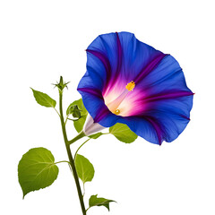 A Morning Glory on a white background