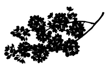 エレガントな桜の花のシルエット