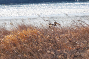 葦原から飛び出す美しいケアシノスリ（タカ目）。

日本国群馬県、利根川河川敷にて。
2024年2月17日撮影。

A beautiful Rough-legged Buzzard (Buteo lagopus, family comprising the hawks) flying out of a reed bed.

At Tonegawa riverbed, Gunma, Japan,
ph
