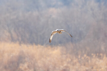 飛翔する美しいケアシノスリ（タカ科）。

日本国群馬県、利根川河川敷にて。
2024年2月17日撮影。

Beautiful Rough-legged Buzzard (Buteo lagopus, family comprising hawks) in flight.

At Tonegawa riverbed, Gunma, Japan,
photo by February 17, 2024.