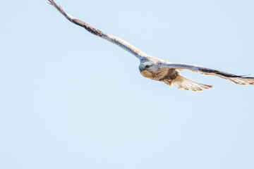 飛翔する美しいケアシノスリ（タカ科）。

日本国群馬県、利根川河川敷にて。
2024年2月17日撮影。

Beautiful Rough-legged Buzzard (Buteo lagopus, family comprising hawks) in flight.

At Tonegawa riverbed, Gunma, Japan,
photo by February 17, 2024.
