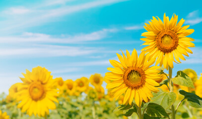 Sunflowers bloom in a vast field under the summer sky