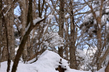 The trees of Mt. Fuji are covered with snow.