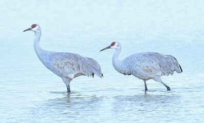 two sand hill cranes  wading  together in a pond  at dusk in  their winter habitat of bernardo state wildlife refuge  near socorro, new mexico