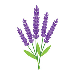 Vector of illustration lavender on white
