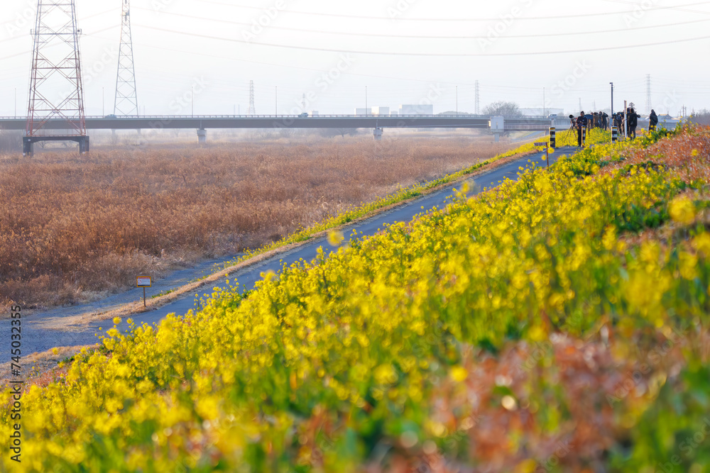 Wall mural 菜の花, field mustard,.野鳥, wild bird,.利根川河川敷, tone riverbed,.群馬県, gunma pref,.202402.canon eos r8.canon