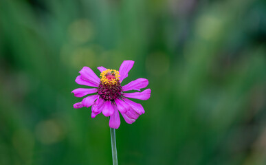 Beautiful zinnia elegans flower. Common zinnia flowers at Lalbagh botanical garden Bengaluru Karnataka India.