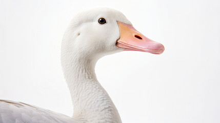 Elegant Profile A Gooses Portrait