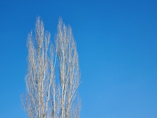 The tops of two bare poplars