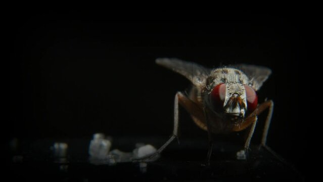 Close up look at a fly, The fly is eating candy Macro shot 4K Cinematic Effect
