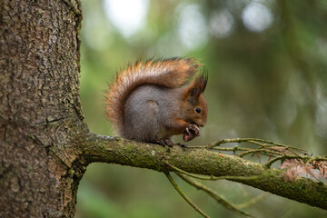 red squirrel on a tree