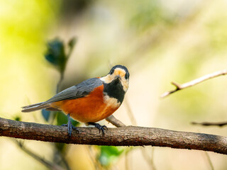 木の枝にとまるヤマガラ