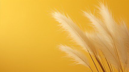Reeds on a yellow background.Fluffy pampas grass. Background of reed panicles.Abstract texture. A place for the text.