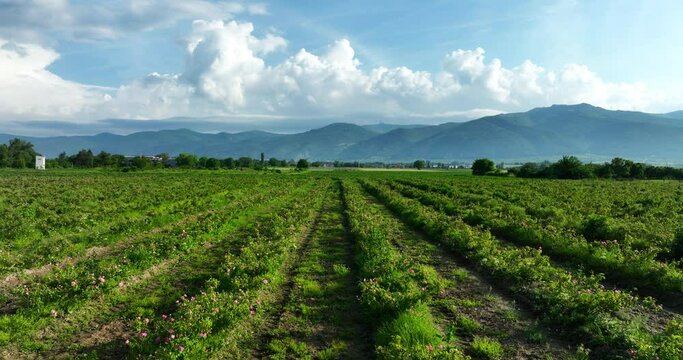 Bulgaria nature landscape rose field, Bulgarian Oil Bearing Rosa Damascena fields aerial view 4K video