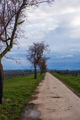 road with almond trees