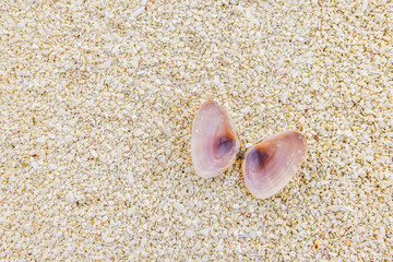 Abstract summer nature pattern. Sea shells on sand. Summer beach background. Top view collection of various Sea shells on warm yellow sand background