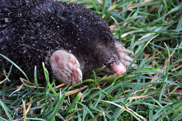 A portrait of a black European mole with long sharp claws