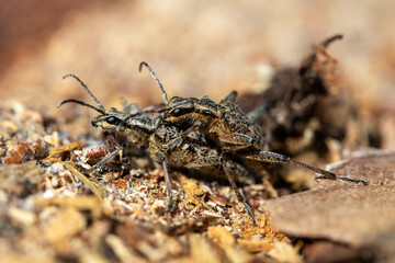 Ribbed pine borers mating