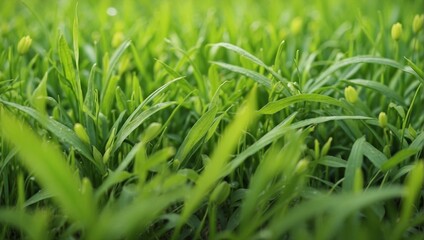 Obraz premium photo of green grass that looks fresh made by AI generative