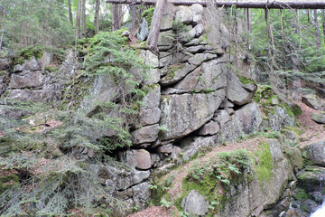 A steep rocky wall made of naturally cracked granite rocks covered with green moss, some shrubs, tall tree trunks in the Polish part of the Karkonosze Mountains, Sudetes