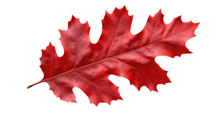 Fototapeta premium Red autumn oak leaf isolated on transparent a white background