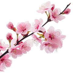 cherry blossom isolated on transparent background. 