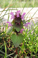 A red dead-nettle purple flowers and leaves
