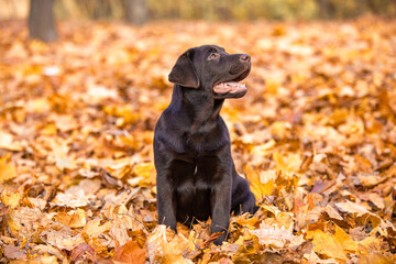 Chocolate Labrador Retriever puppy walking in the forest