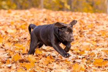 Chocolate Labrador Retriever puppy walking in the forest