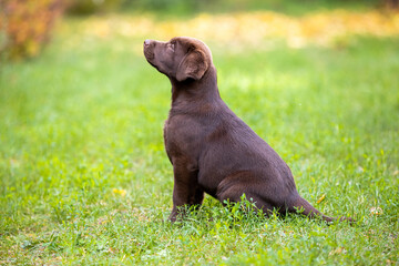 Chocolate Labrador Retriever puppy walking in the forest