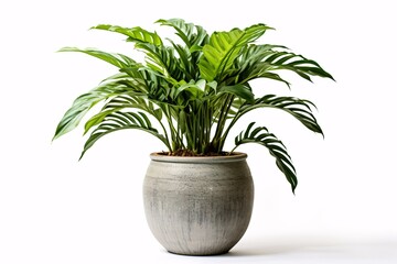 Potted green plant with foliage in a stone pot isolated on white background.