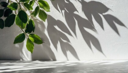 Minimalistic Abstract Foliage Shadows on White Wall – Evoking Spring and Summer Vibes for Product Presentation.