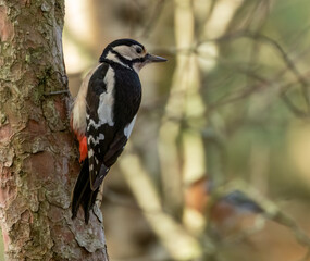 Great spotted woodpecker on a tree with natural forest background 