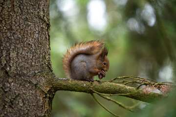 squirrel in the tree