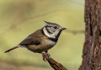Rare scottish highlands woodland bird, the crested tit, perched on a branch in the woodland 
