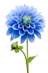 Blue dahlia flower isolated on transparent background.