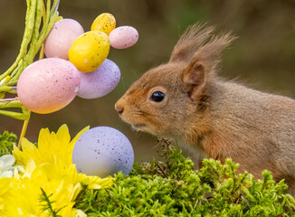 easter eggs and red squirrel