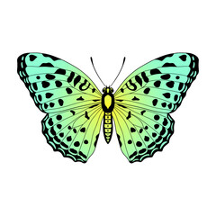 Butterfly vector graphic, colorful butterfly isolated on a white background