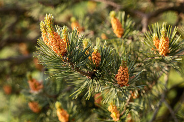 A pine branch with emerging orange young pine cones