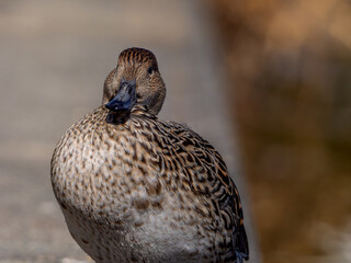 オナガガモのメス