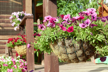 Fototapeta na wymiar Beautiful Petunia flower with blooming rose petals on the balcony of a country house.