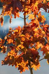 Orange maple leaves in evening sunlight day in foreground and blue blurry background with spider web. No people, close up, macro shot. Vertical photo